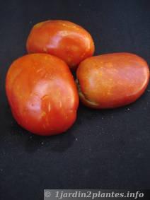 tomate roma