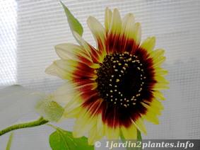 de forme simple et très colorée, ce tournesol est un hybride cultivé pour les bouquets