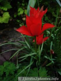 tulipe linifolia 