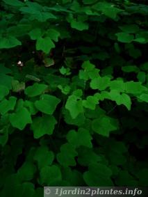 feuilles de vancouveria en sous-bois en Mai