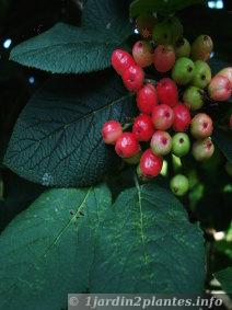 fruits de la viorne mancienne (viburnum lantana) 