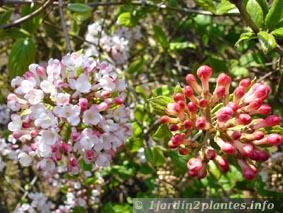  viburnum mohawk fleurs