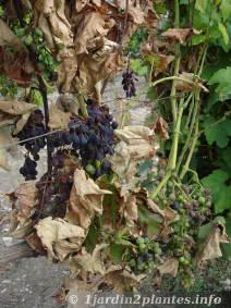 grappe de raisin sur une vigne en Août.Maladie sur pied de vigne: le mildiou
