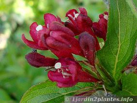 weigelia florida variété red prince