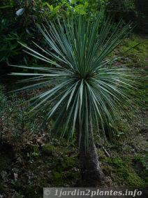 yucca linearis