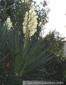 fleur de yucca gloriosa