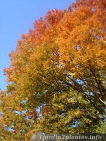 feuillage jaune puis orange et enfin rouge du zelkova en automne