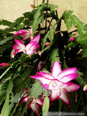 Un zygocactus rose et blanc en suspension
