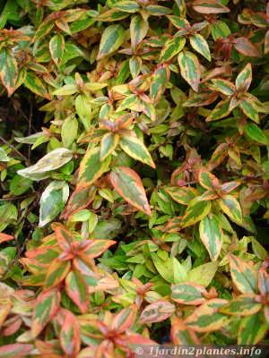 Un Abelia grandiflora Kaleidoscope •® au feuillage panaché très lumineux en hiver