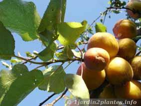 Un arbre fruitier rustique au gel et trÃ¨s dÃ©coratif: l'abricotier. En rÃ©gion froide, il ne produira des fruits qu'en situation abritÃ©e et une fois tous les quinze ans!