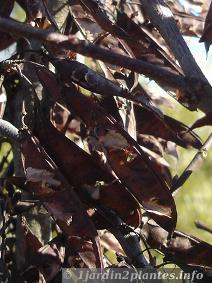 graines et gousses persistantes de l'acacia en hiver.