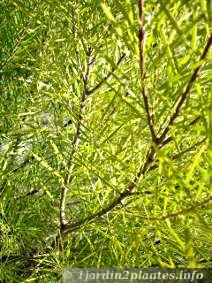 Un feuillage doré de l'acacia retinoides ou mimosa 4 saisons
