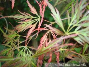 Ici, la feuille est très découpée avec une coloration rouge à l'automne: acer palmatum dis garnet