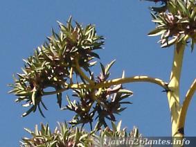 L'agave est parfois vivipare donnant naissance directement à des petits