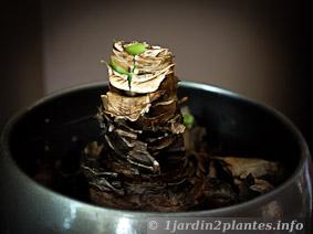Lorsque l'amaryllis commence à refaire de nouvelles feuilles (Février), on commence les arrosages et on le place à la lumière