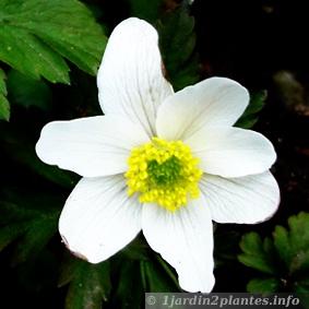 la fleur de cette anémone est blanche avec un coeur jaune