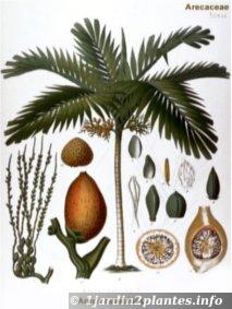 Palmier d'ornement en intérieur: Un areca variété catechou