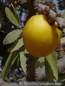 L'amande du fruit de l'arganier sert à  fabriquer de l'huile d'argan