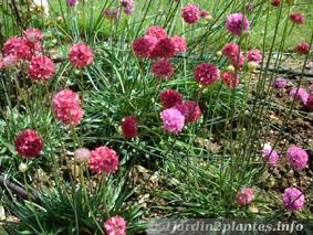 armeria horticole à grosses fleurs colorées