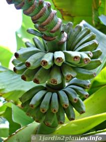 Les bananes du musa basjoo ne sont pas comestibles