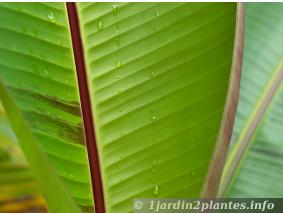 Au fur et à mesure de la saison, les feuilles de ce bananier perdent leur zébrures caractéristiques