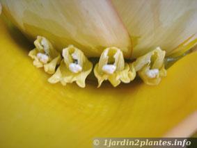 Les fleurs du bananier sont rangées par 4 et renferment au fonds du nectar butiné par les abeilles et fourmis.