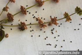 les graines se récoltent en Aoà»t et Septembre