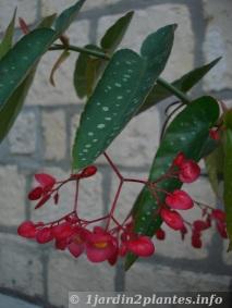 begonia tamaya (maculata)
