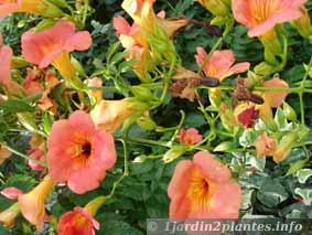 Une autre variété à fleurs à coeur foncé: bignone grandiflora