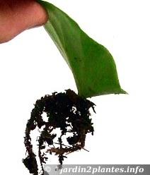 bouture de bégonia maculata