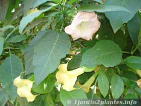Brugmansia à fleurs jaune. On remarque que la coloration vire au rose en vieillissant