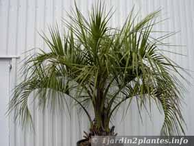 On trouve parfois ce palmier en pot dans les jardineries 