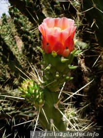 opuntia armata: cactus en fleur au Maroc