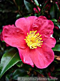 camélia rose à fleurs simples en Novembre