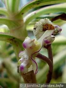 fleur discrète du Campelia