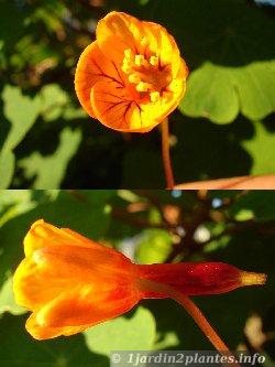 capucine tubereuse fleur détail