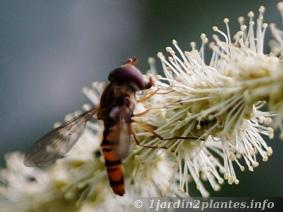 Les insectes comme le syrphe adorent le nectar de ses fleurs