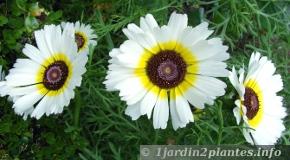 groupe de fleurs de chrysanthème à carène