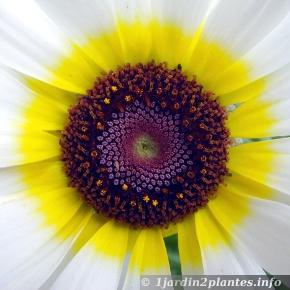 les cercles concentriques colorés du chrysanthème à carène