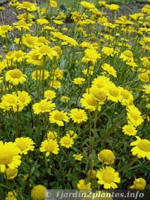 chrysanthème méditerranéen à  fleurs jaunes