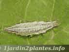 larve de chrysope à un stade avancé: c'est à cette période larvaire qu'elles sont grandes consommatrices de pucerons