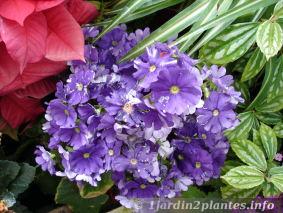 cinéraire des fleuristes violet