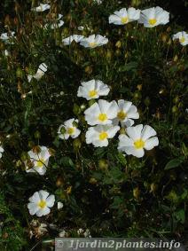 ciste corbariensis en fleurs en Juin