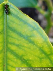 Lorsque vous apercevez des fourmis, c'est que les pucerons ou cochenilles ne sont pas loin. Vous remarquerez les feuilles qui sont atteintes de chlorose que l'on combat par un rempotage et un apport en engrais.