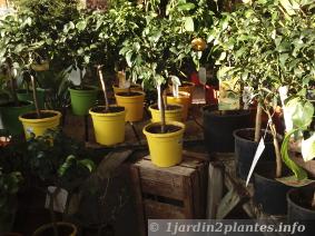les jardineries proposent de nos jours un vaste choix d'agrumes en pot