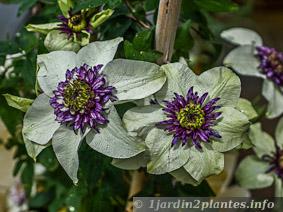 Cultivar de clématite à  floraison estivale: Clematis florida Sieboldii