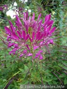 détail de fleur de cléome violet