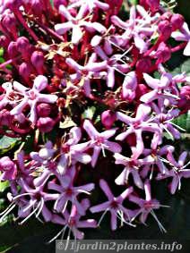 détail de fleurs de clérodendron bungei