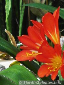 le clivia est une plante qui se satisfait de peu de lumière à l'intérieur et offre de jolies fleurs même à l'ombre