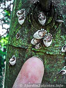 Certaines cochenilles comme la cochenille australienne mesurent presqu'un centimètre de long
